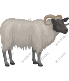  Adorable lamb