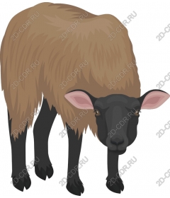  Adorable lamb