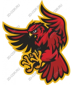  Fierce Red Hawk