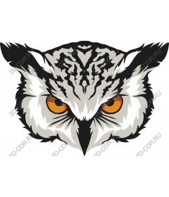 The Face Of The Owl