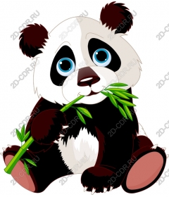  Adorable Panda eating bamboo
