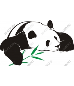  Adorable Panda