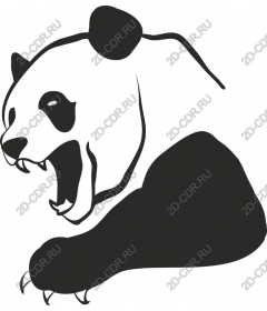  A ferocious roar Panda