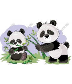  Cute Duo pandas