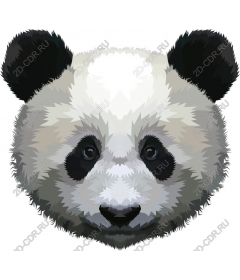  Adorable Panda