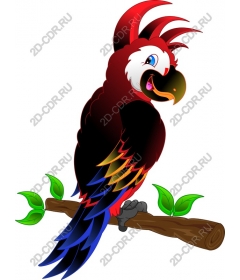  Tropical parrot