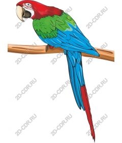  Bright parrot