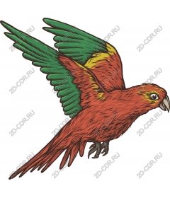 Tropical parrot