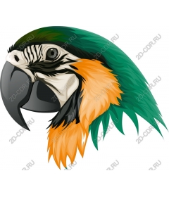  Bright head parrot
