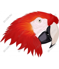  Bright head parrot