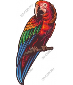  Bright macaw parrot