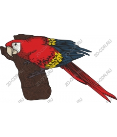 Scarlet macaw