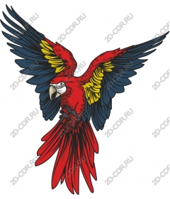  Bright scarlet macaw