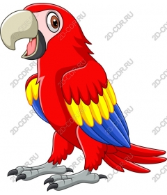  Colorful parrot