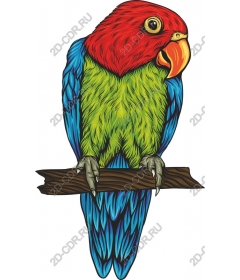  Bright parrot