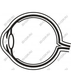  The structure of the eye