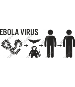 The transmission of the Ebola virus