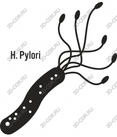  H. Pylori