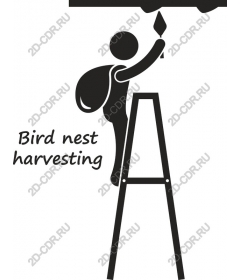 Collection of birds ' nests