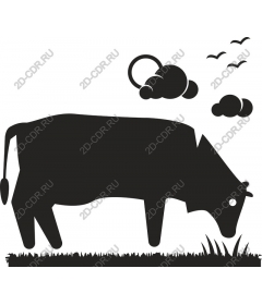  Cow in pasture
