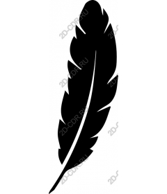  Elegant feather