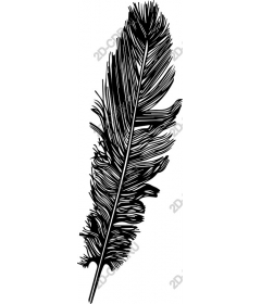  Elegant feathers clipart