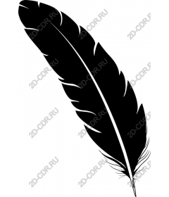  Black feather