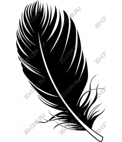  Elegant black feather