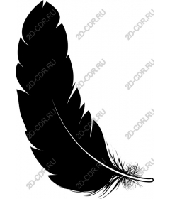 Elegant picture of the black feather