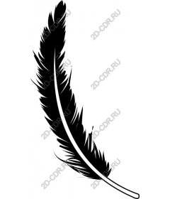 Elegant black feather