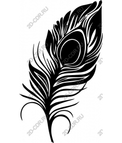  Black peacock feather