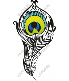  Elegant peacock feather