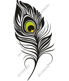  Elegant peacock feather