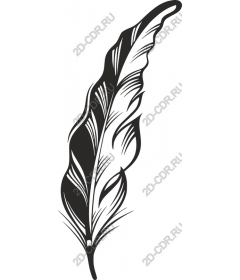  Elegant black feather