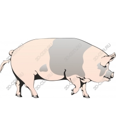  Adorable pig