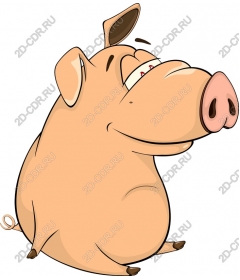  Cartoon pig