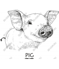  Adorable pig