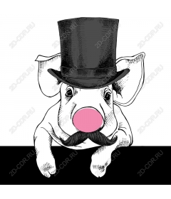  Dapper pig