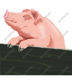  Charming playful pig