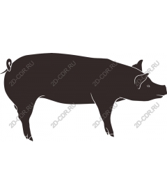 Stylish black pig