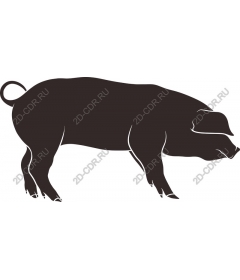  Stylish Pig