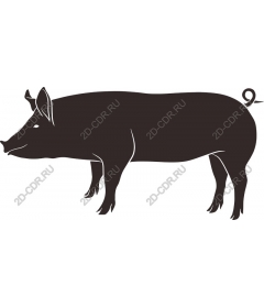  Premium Pig