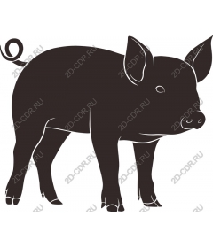  Adorable pig