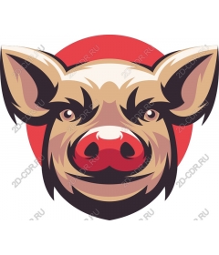  Bright Pig