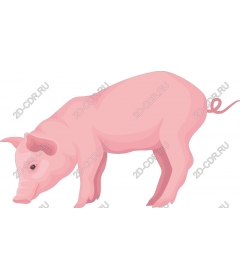 Playful Pig