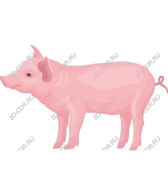 Adorable pink pig