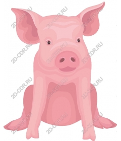  Charming sitting pig