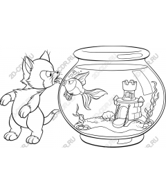  Curious cat and aquarium