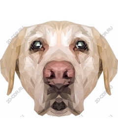 Polygonal the head of a Labrador