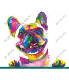  Bright French bulldog